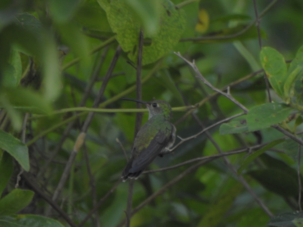 Glittering-throated Emerald - ML638052568