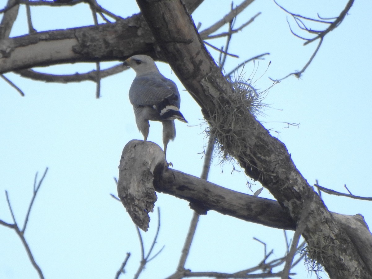 Gray-lined Hawk - ML638052573