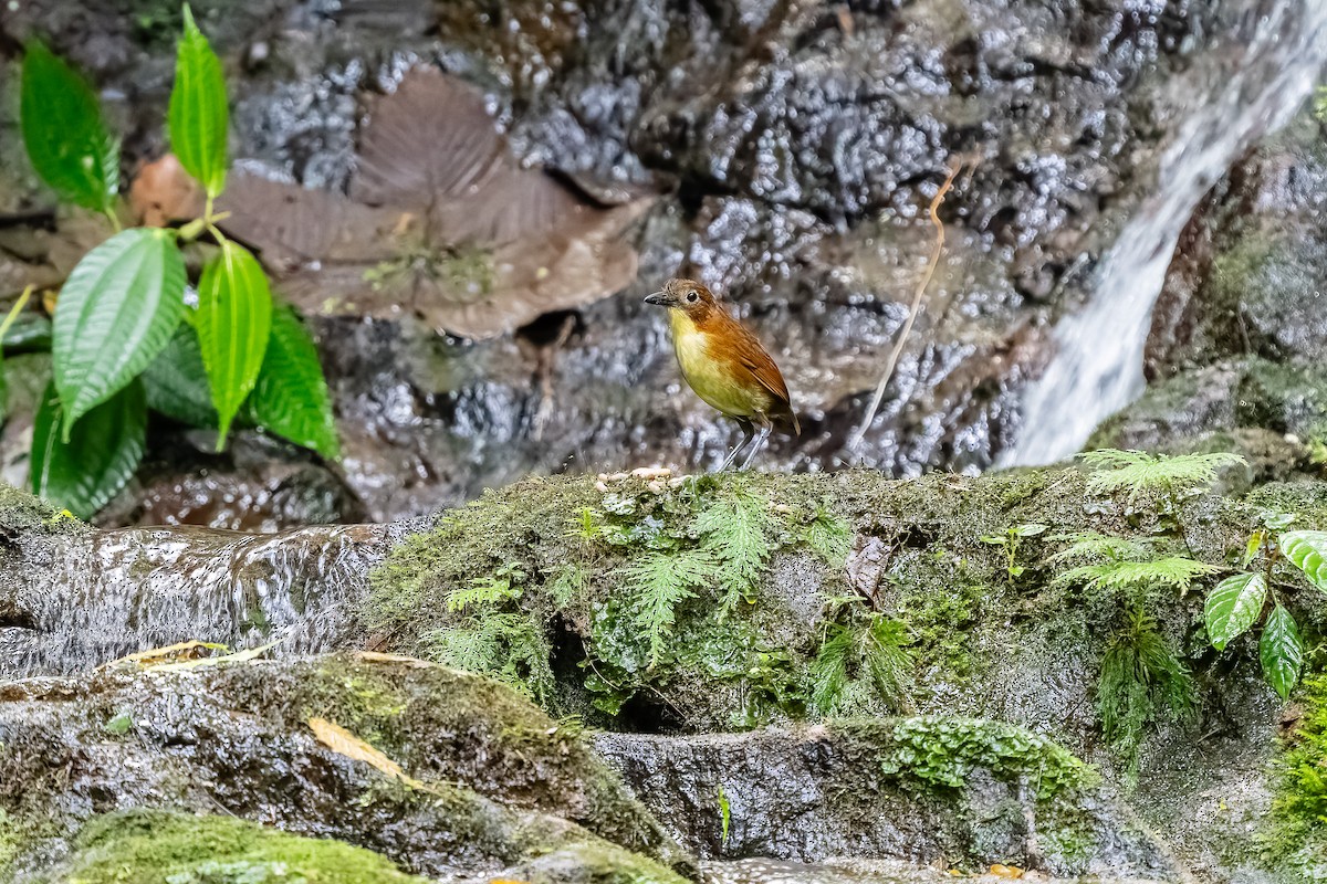 Yellow-breasted Antpitta - ML638052639