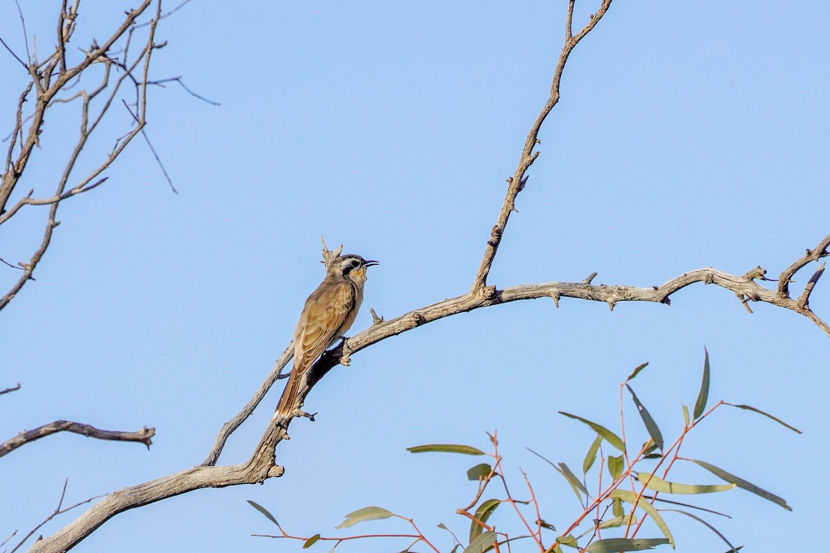 Black-eared Cuckoo - ML638052653