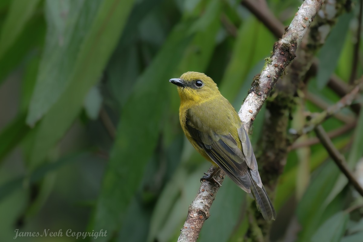 Bornean Whistler - ML638052661
