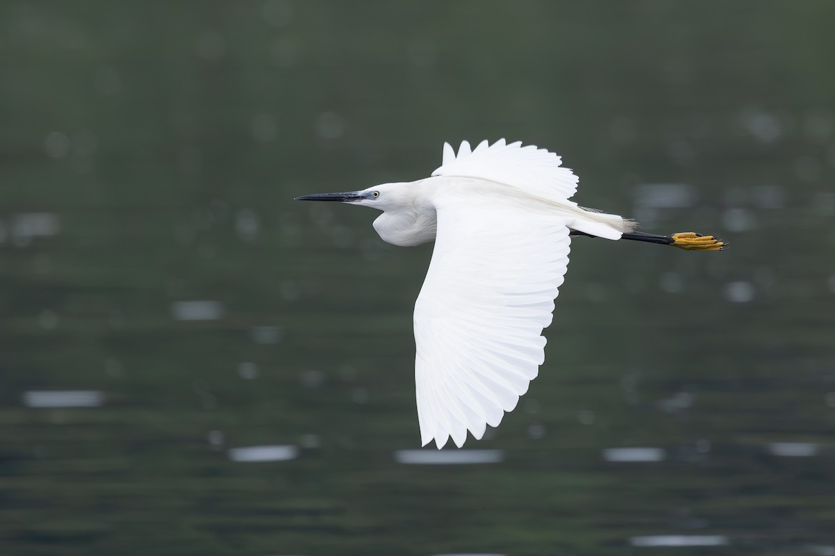 Little Egret (Western) - ML638052684