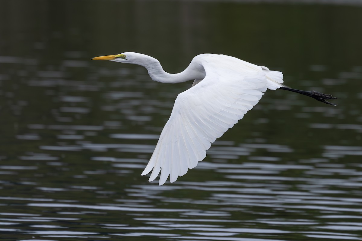 Great Egret (African) - ML638052686