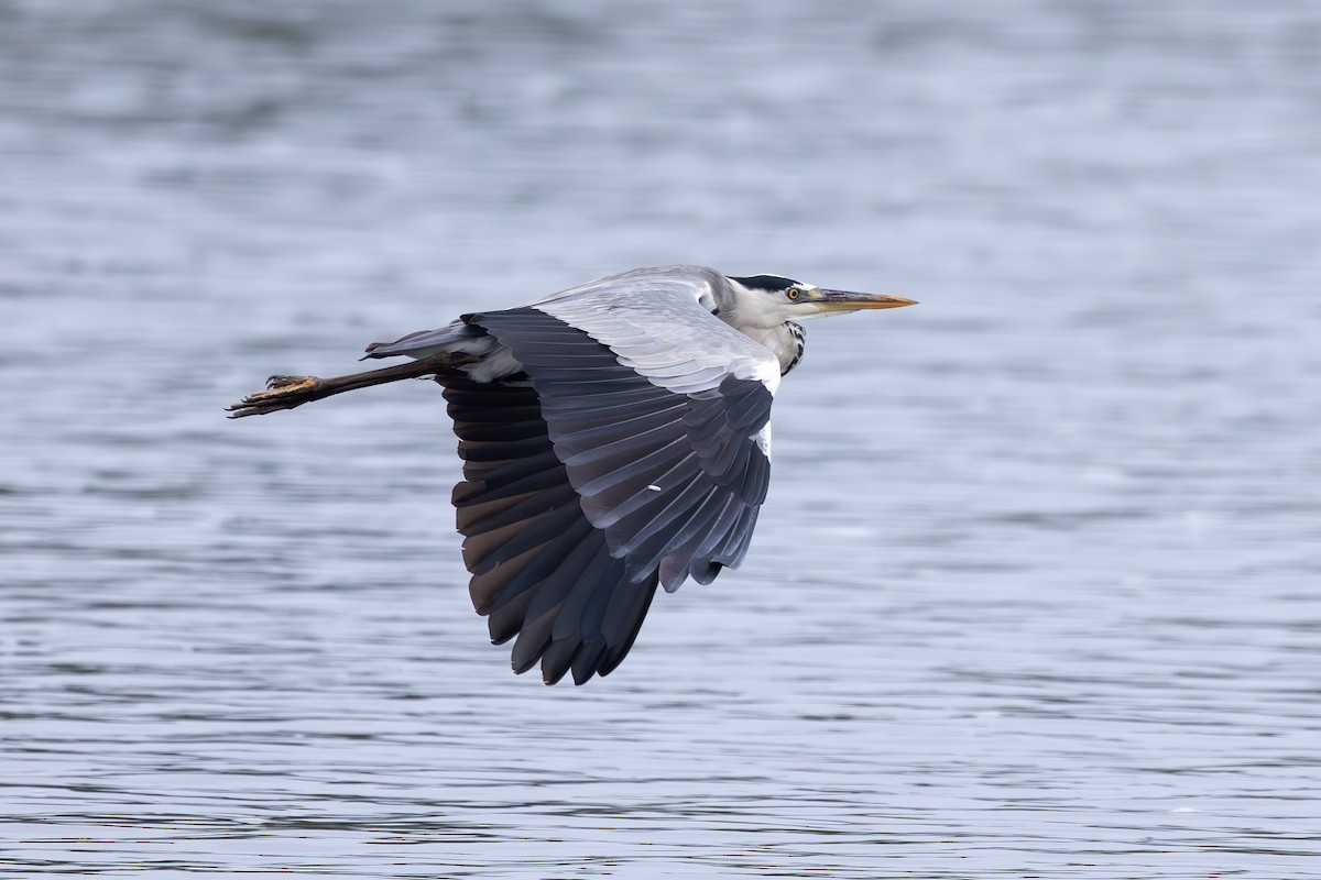 Gray Heron (Gray) - ML638052694