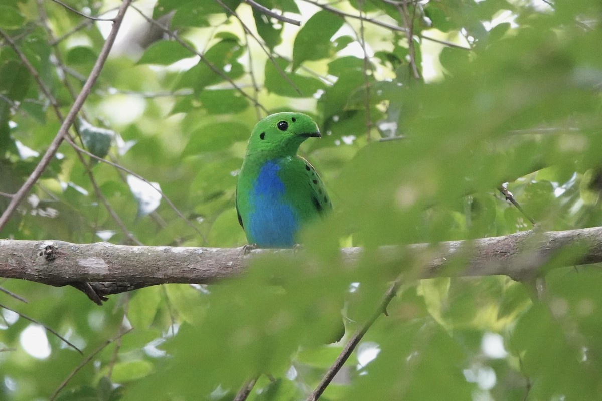 Hose's Broadbill - ML638052700