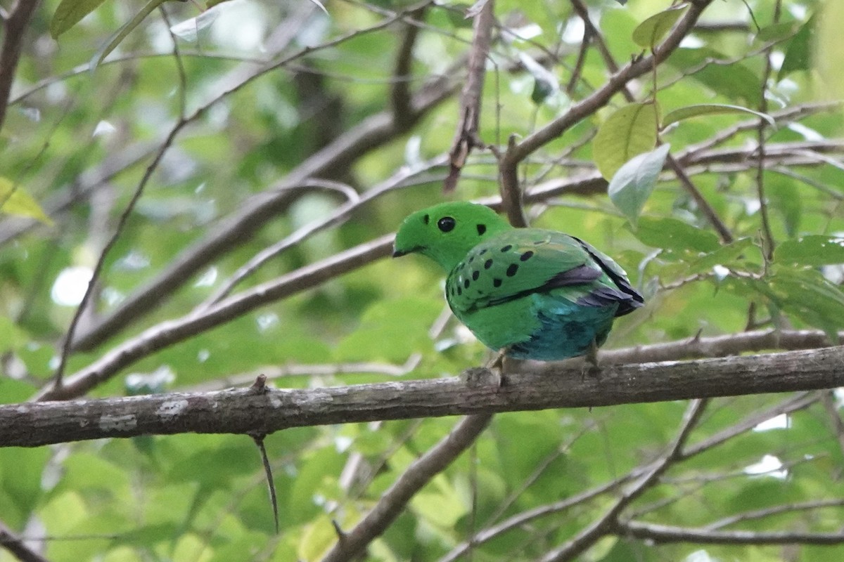 Hose's Broadbill - ML638052703