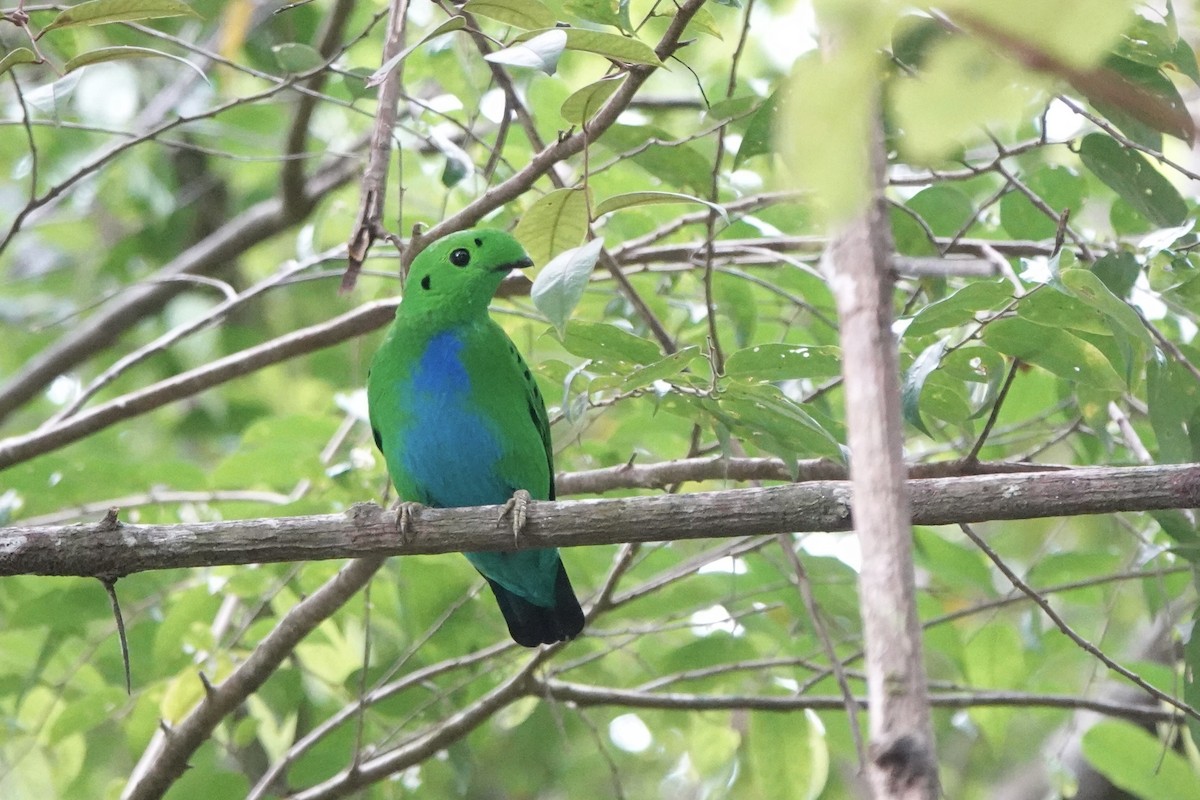 Hose's Broadbill - ML638052704