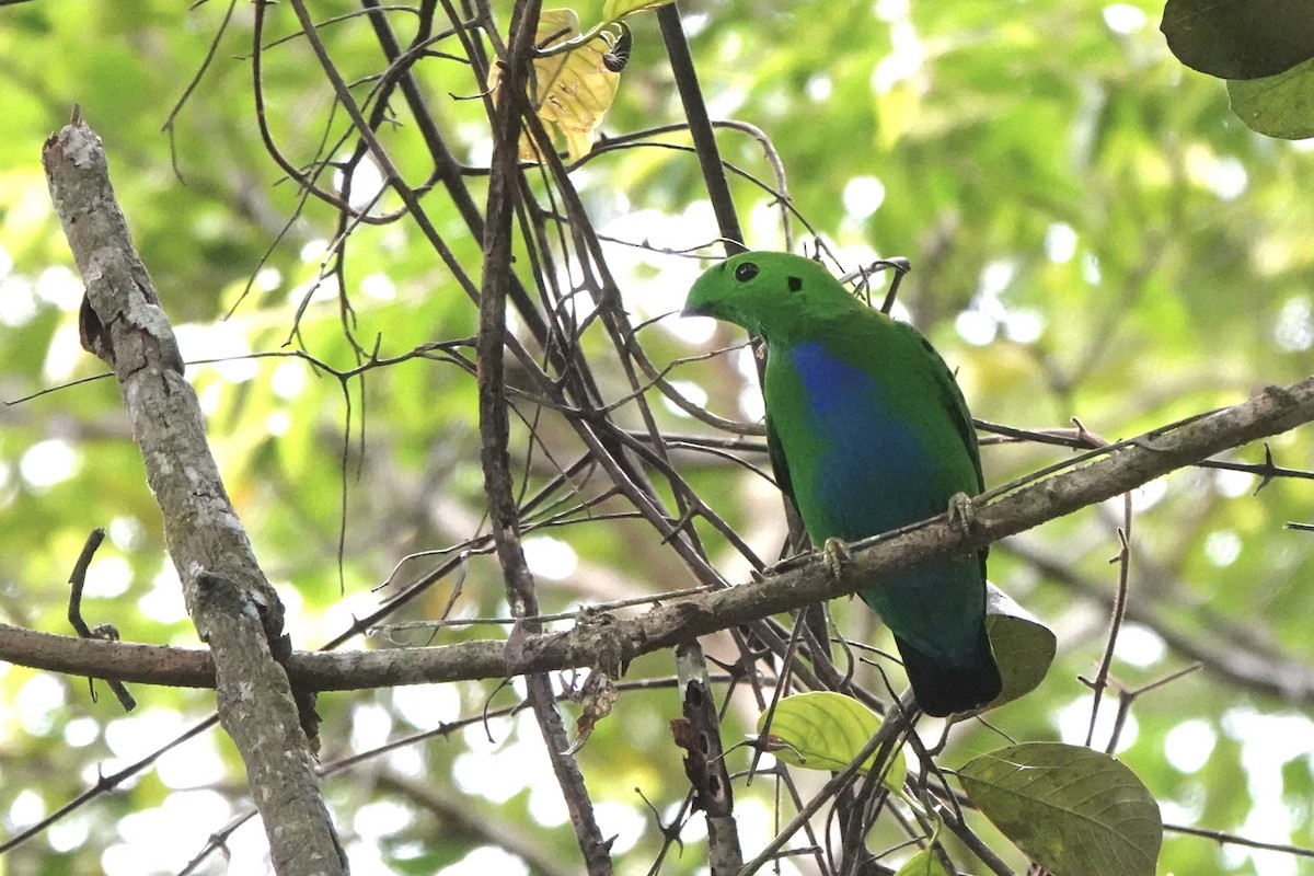 Hose's Broadbill - ML638052705