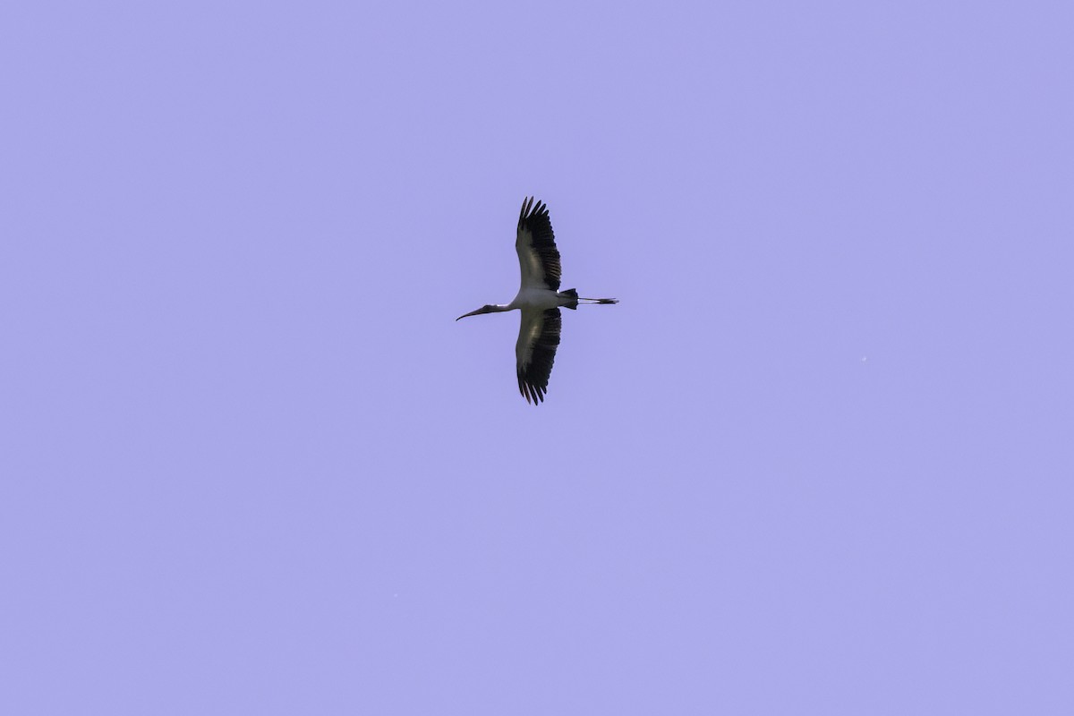 Wood Stork - ML638052721
