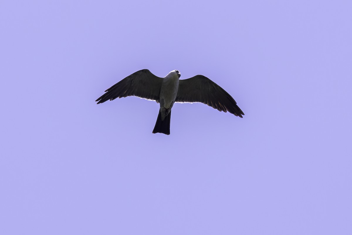 Mississippi Kite - ML638052723