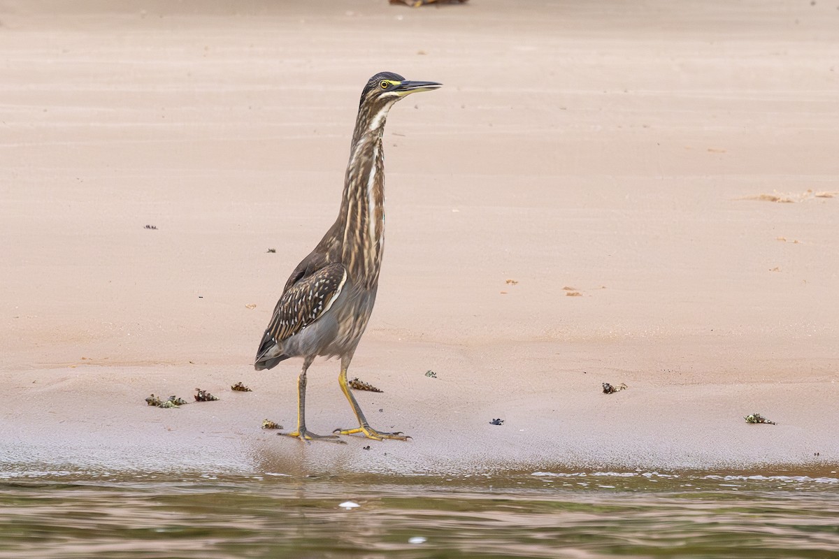 Striated Heron - ML638052735