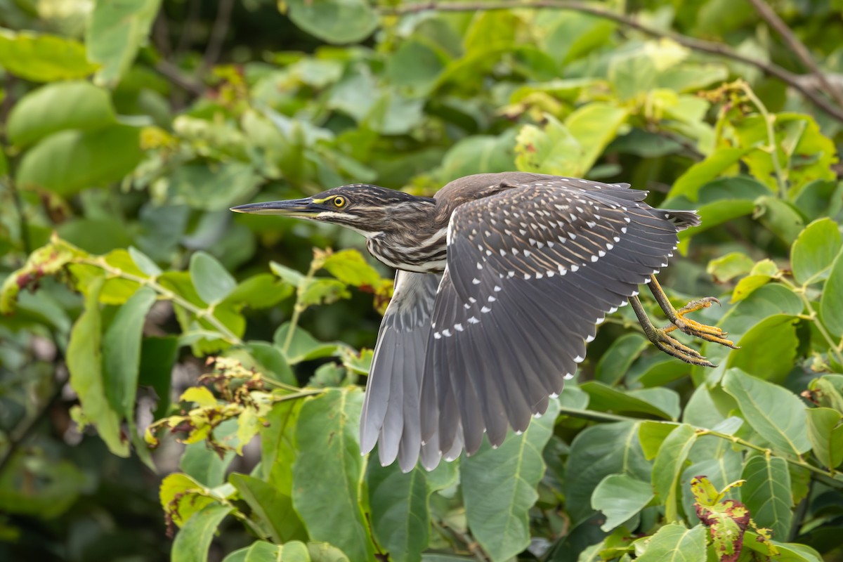 Striated Heron - ML638052736
