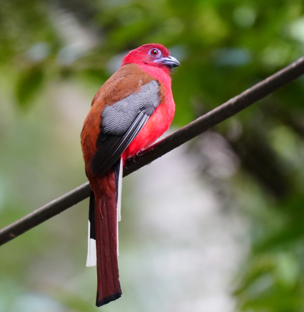 Red-headed Trogon - ML638052746