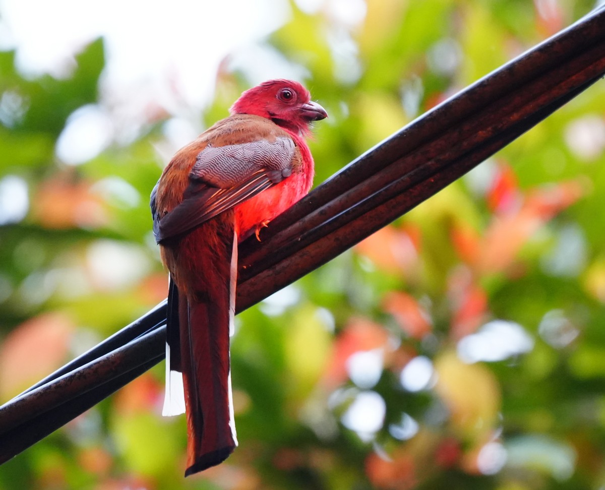 Red-headed Trogon - ML638052747