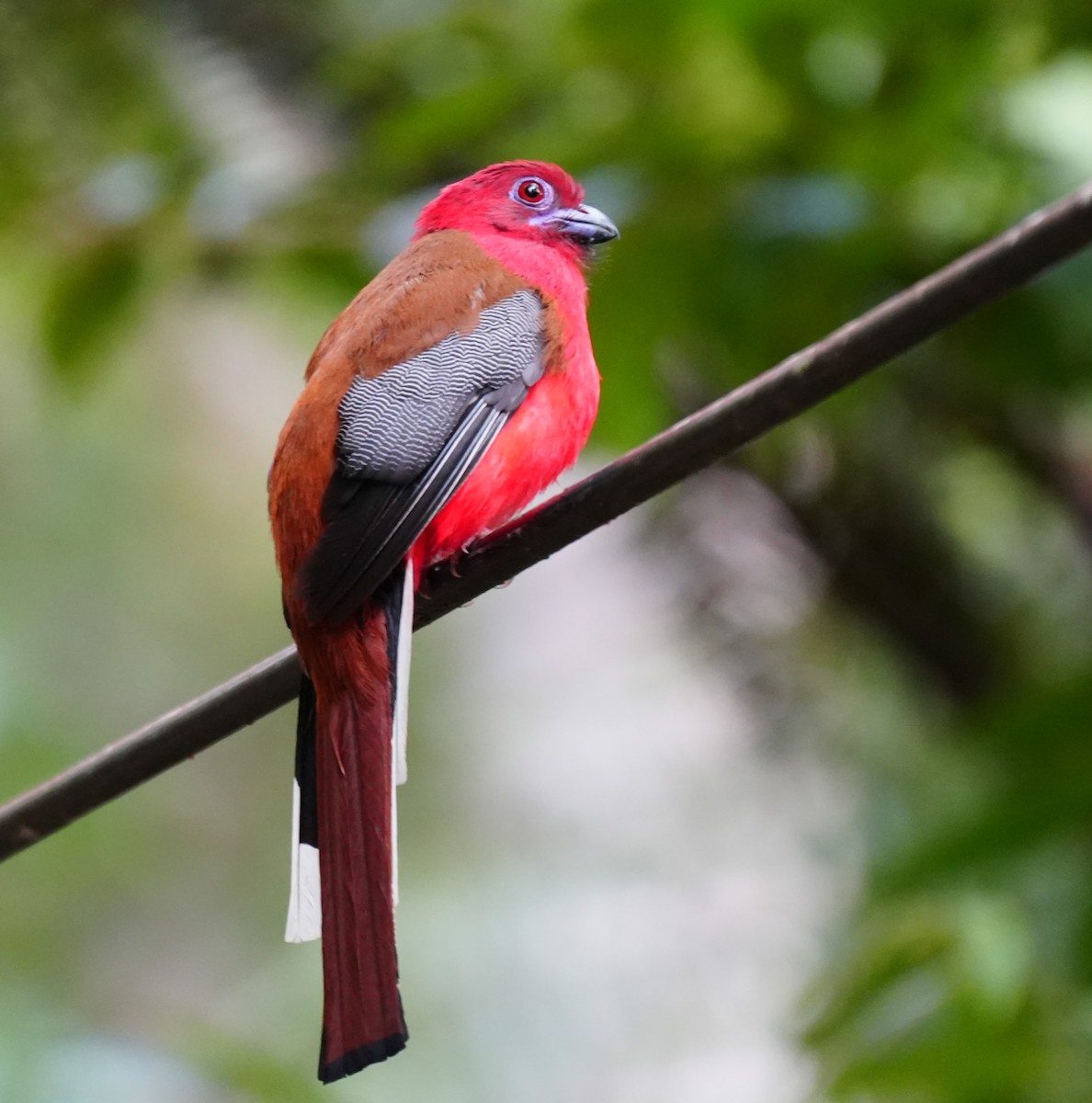 Red-headed Trogon - ML638052749