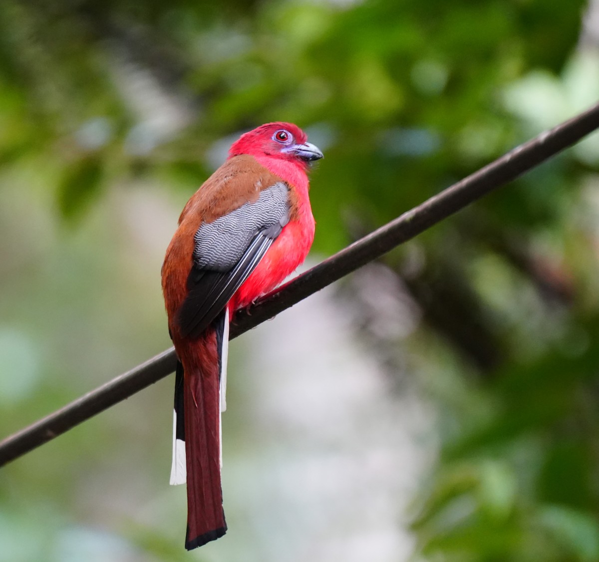 Red-headed Trogon - ML638052750