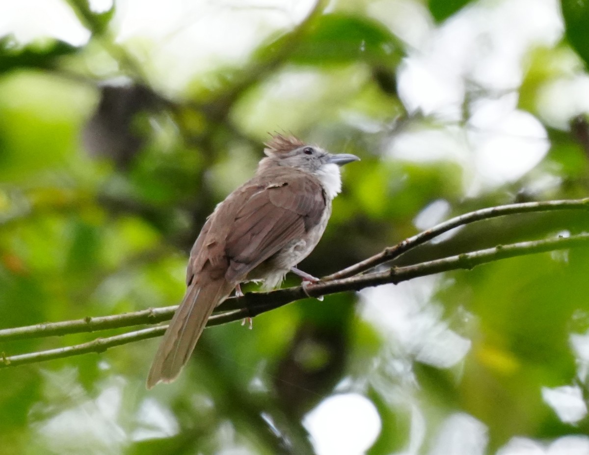 Ochraceous Bulbul - ML638052753
