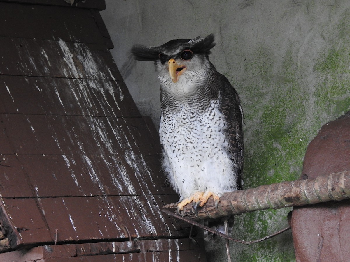 Barred Eagle-Owl - ML638052757