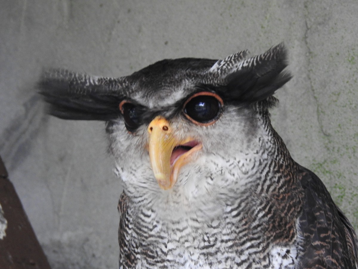 Barred Eagle-Owl - ML638052758