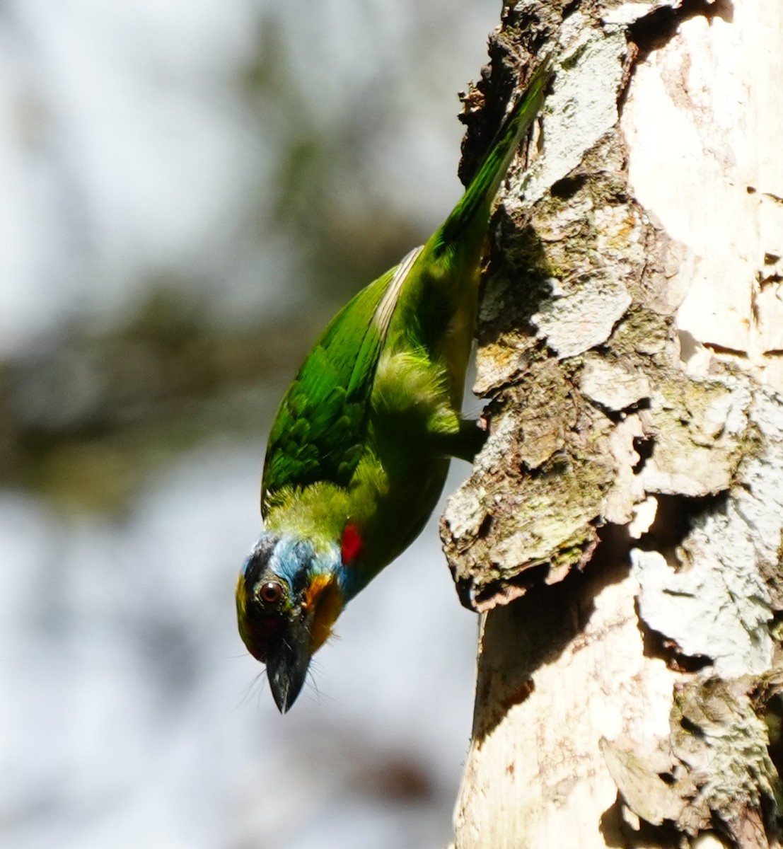 Black-browed Barbet - ML638052818