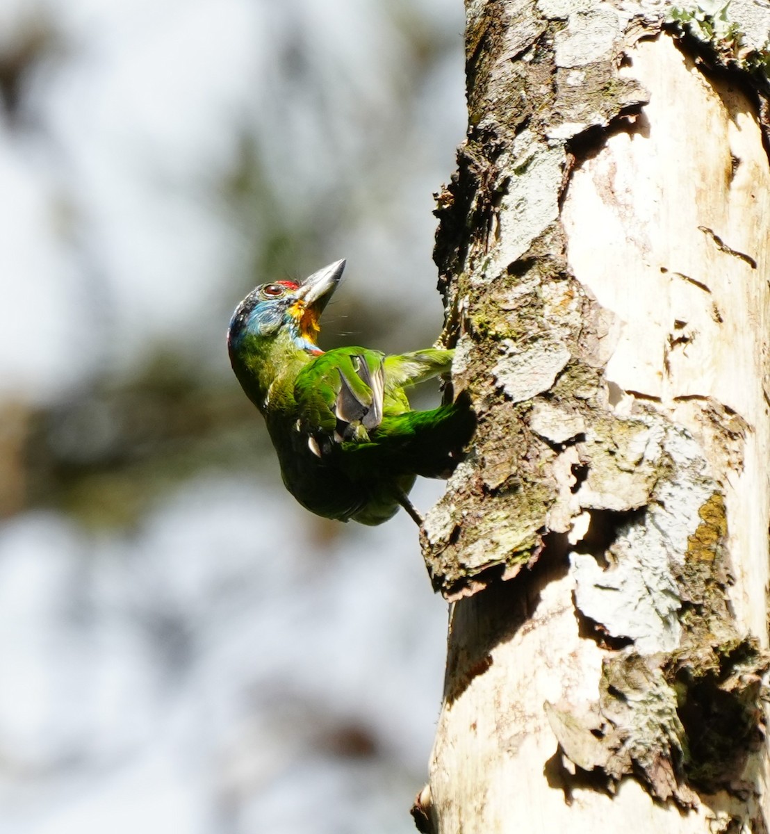 Black-browed Barbet - ML638052819