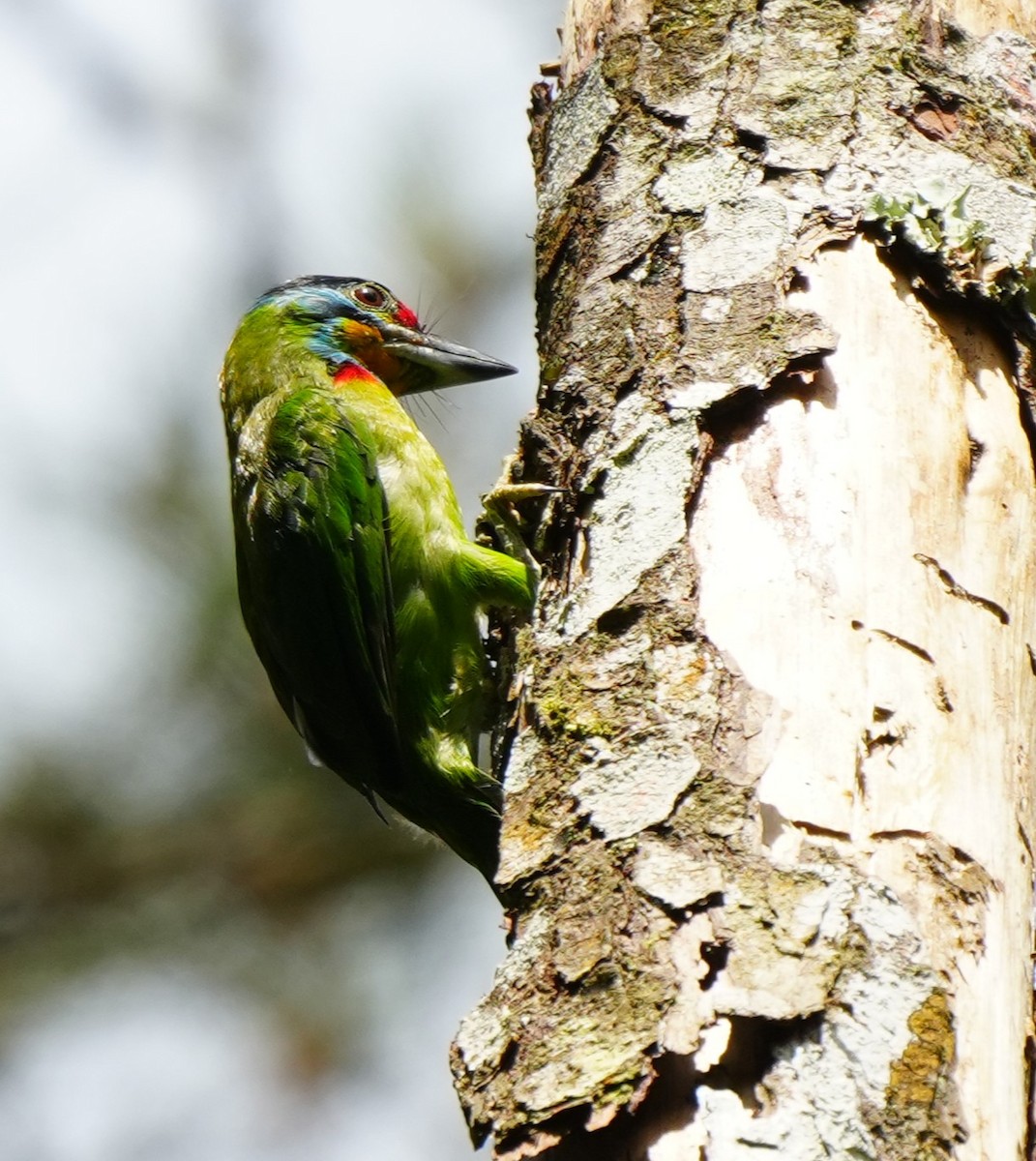 Black-browed Barbet - ML638052820