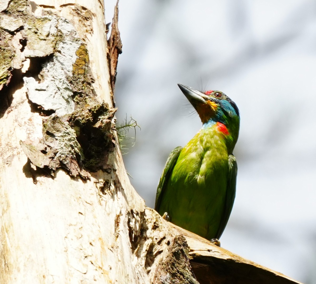 Black-browed Barbet - ML638052821