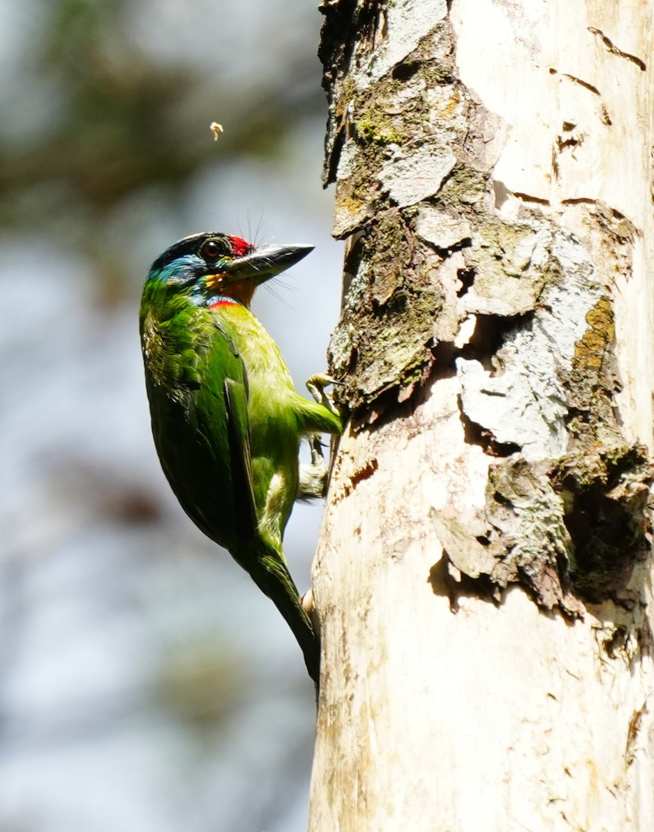 Black-browed Barbet - ML638052822