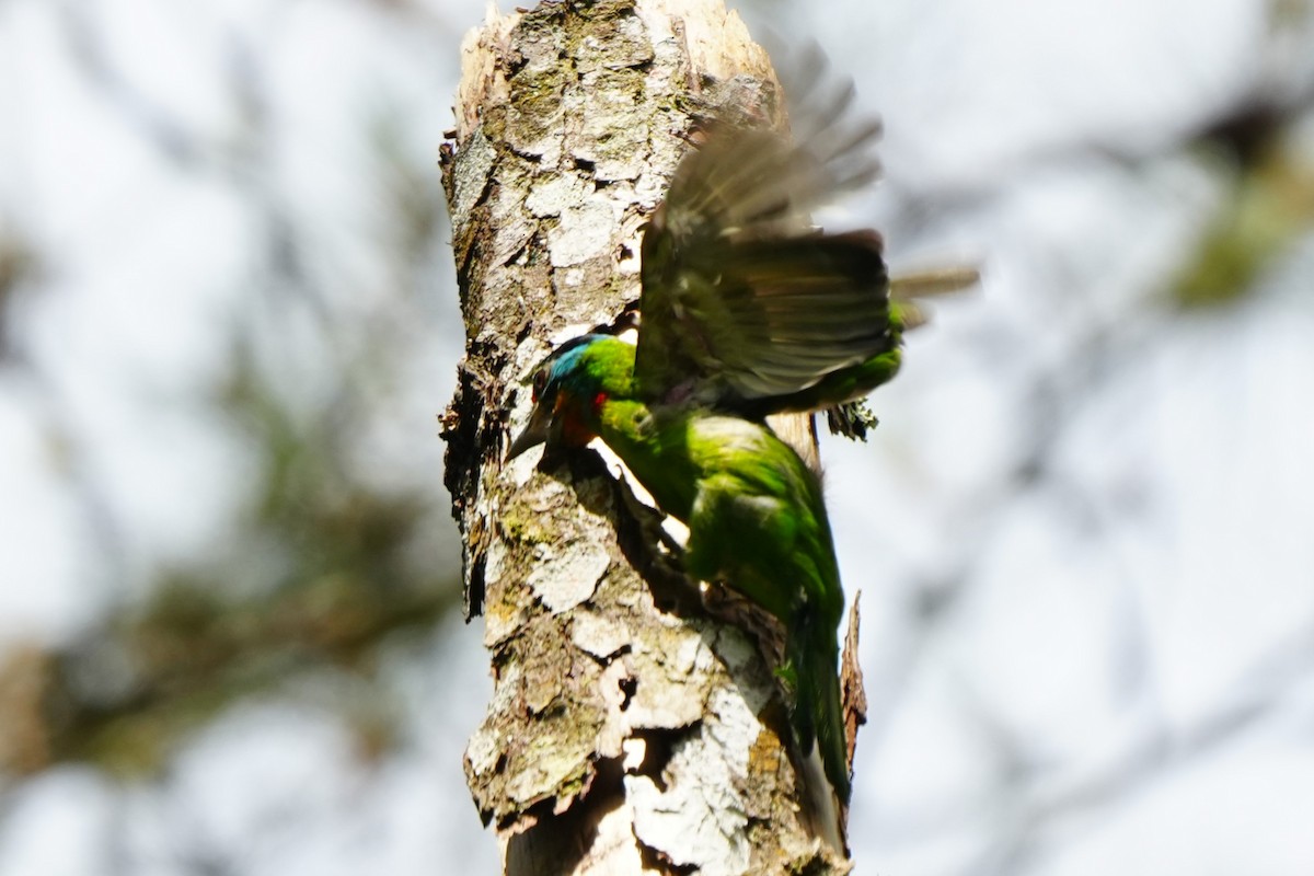 Black-browed Barbet - ML638052823