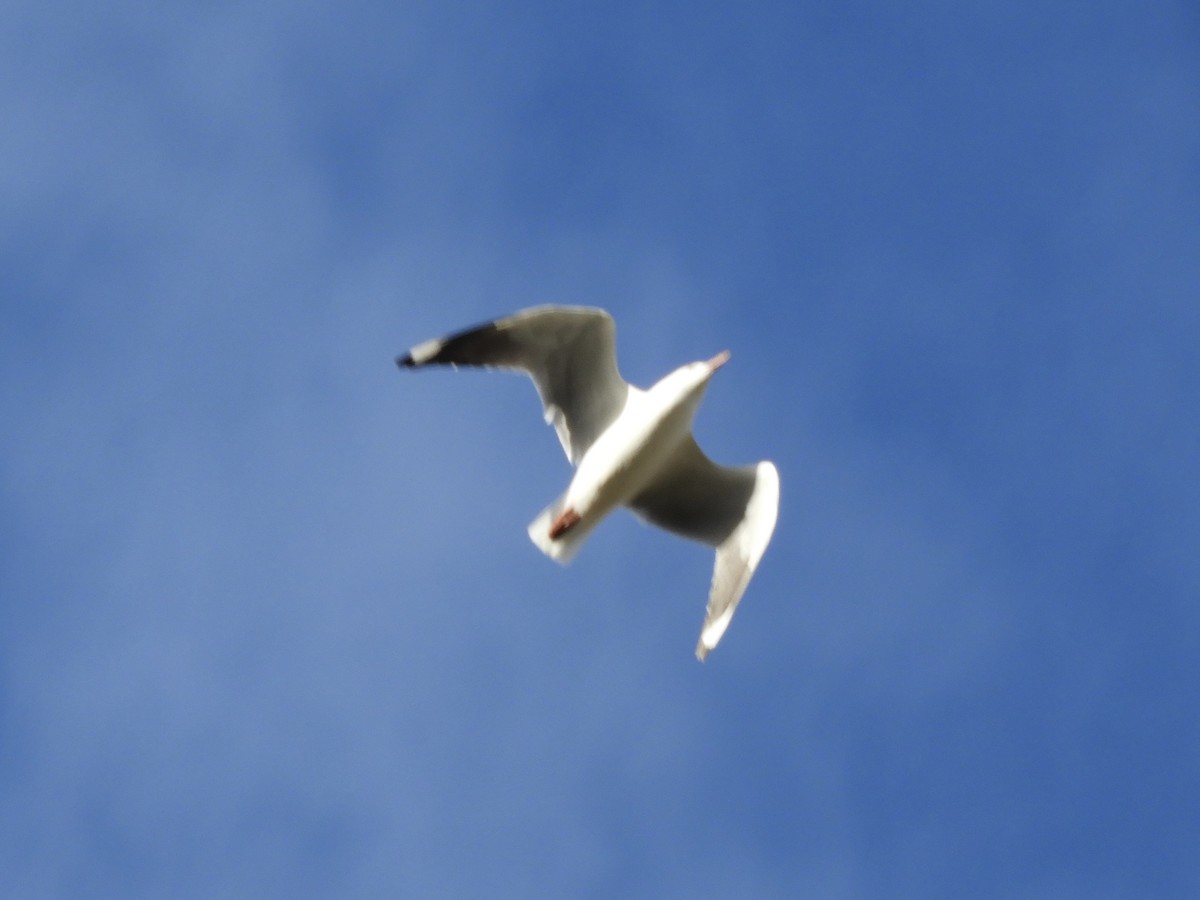 Silver Gull (Silver) - ML638052829