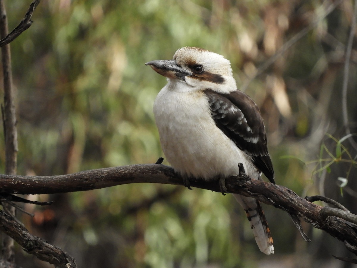 Laughing Kookaburra - ML638052830