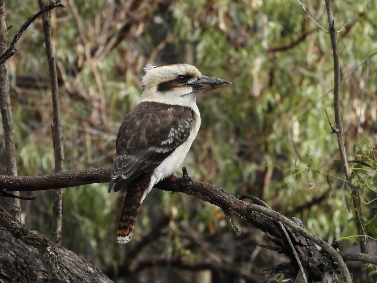 Laughing Kookaburra - ML638052831