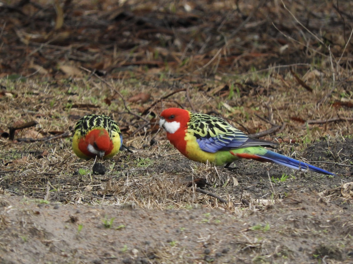 Eastern Rosella - ML638052832