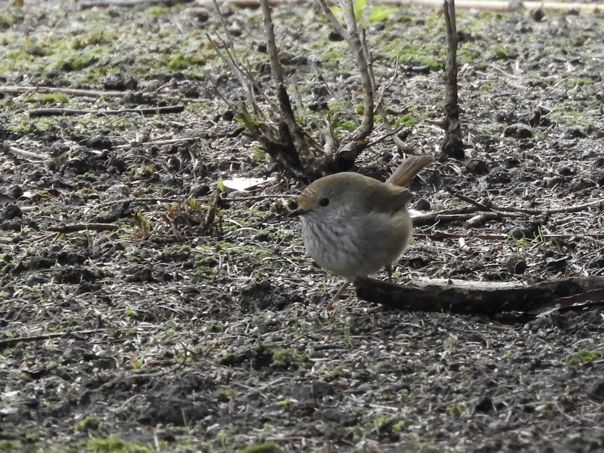Brown Thornbill - ML638052838