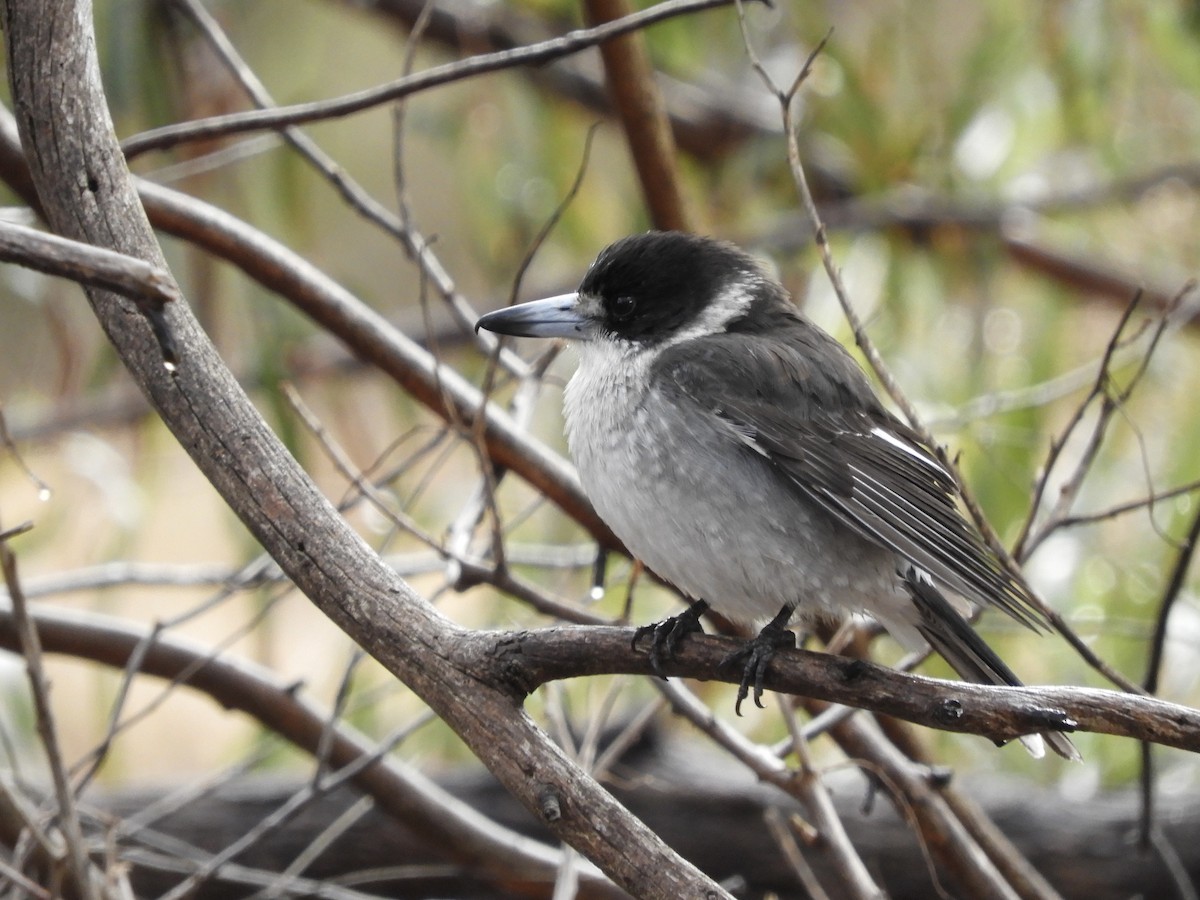Gray Butcherbird - ML638052840