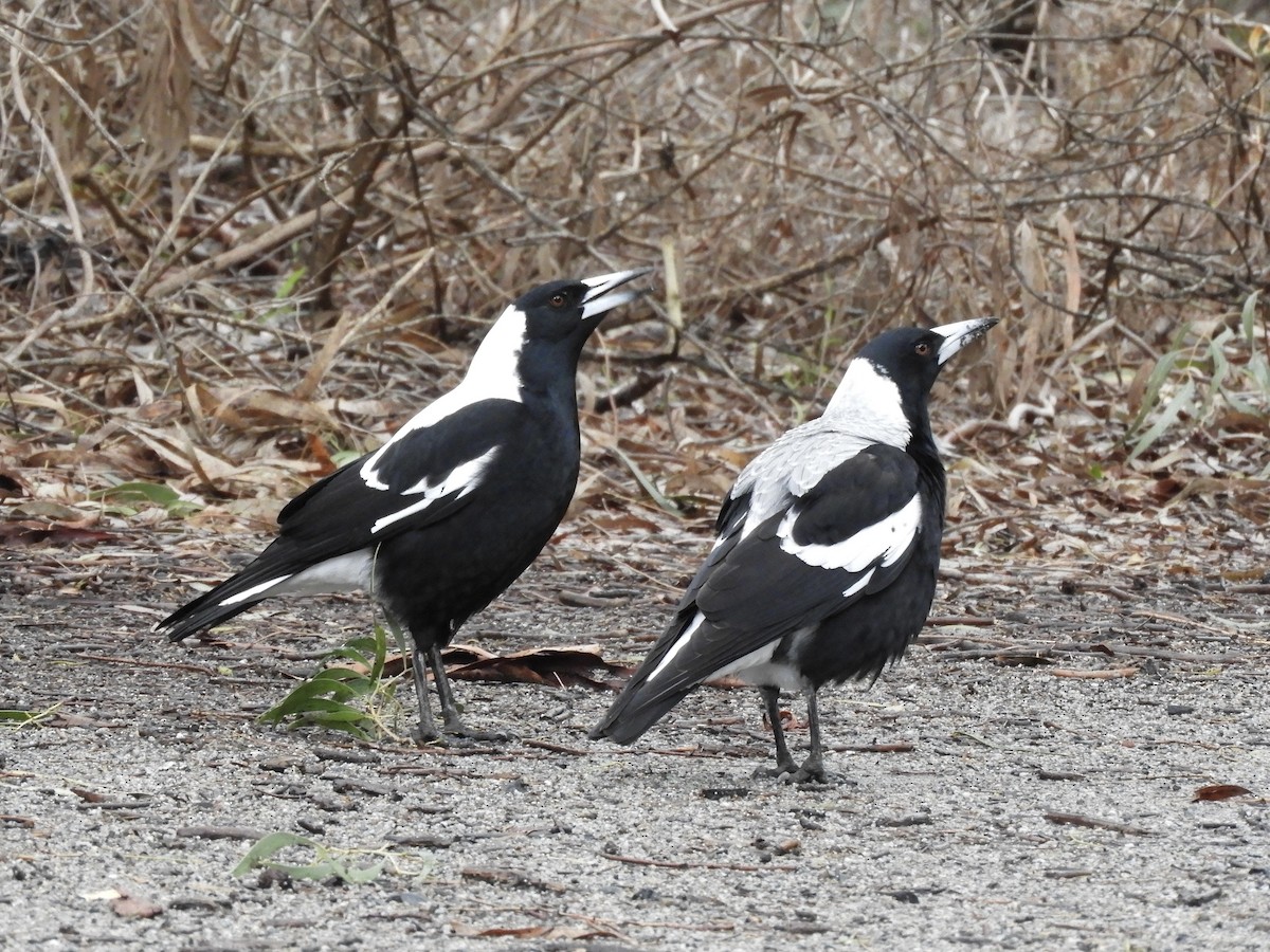 Australian Magpie - ML638052843