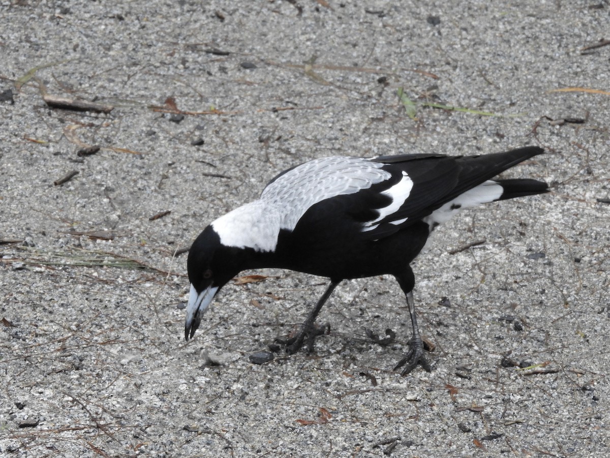 Australian Magpie - ML638052844