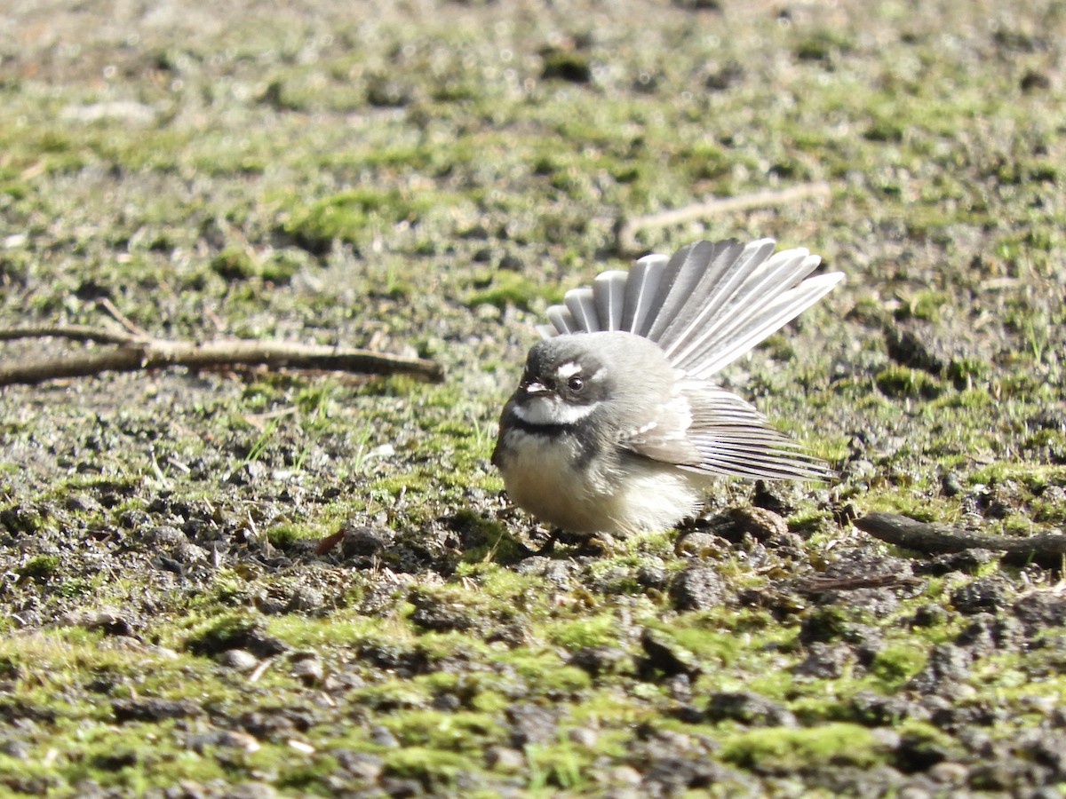 Gray Fantail - ML638052845