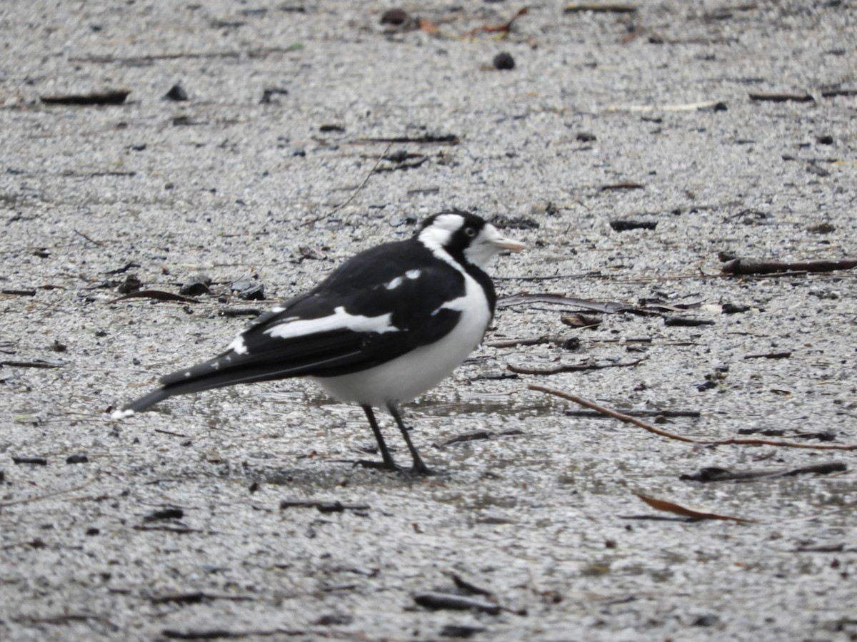 Magpie-lark - ML638052848