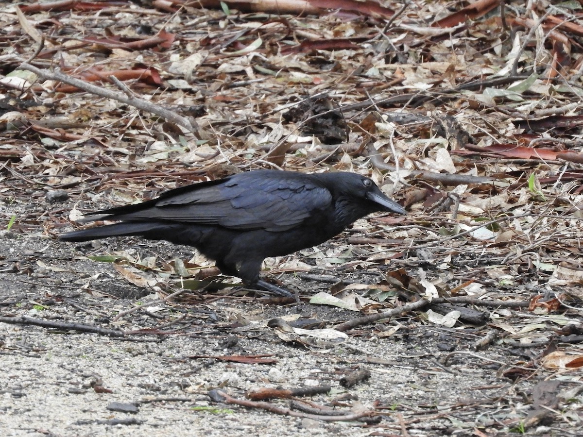 Little Raven - ML638052849