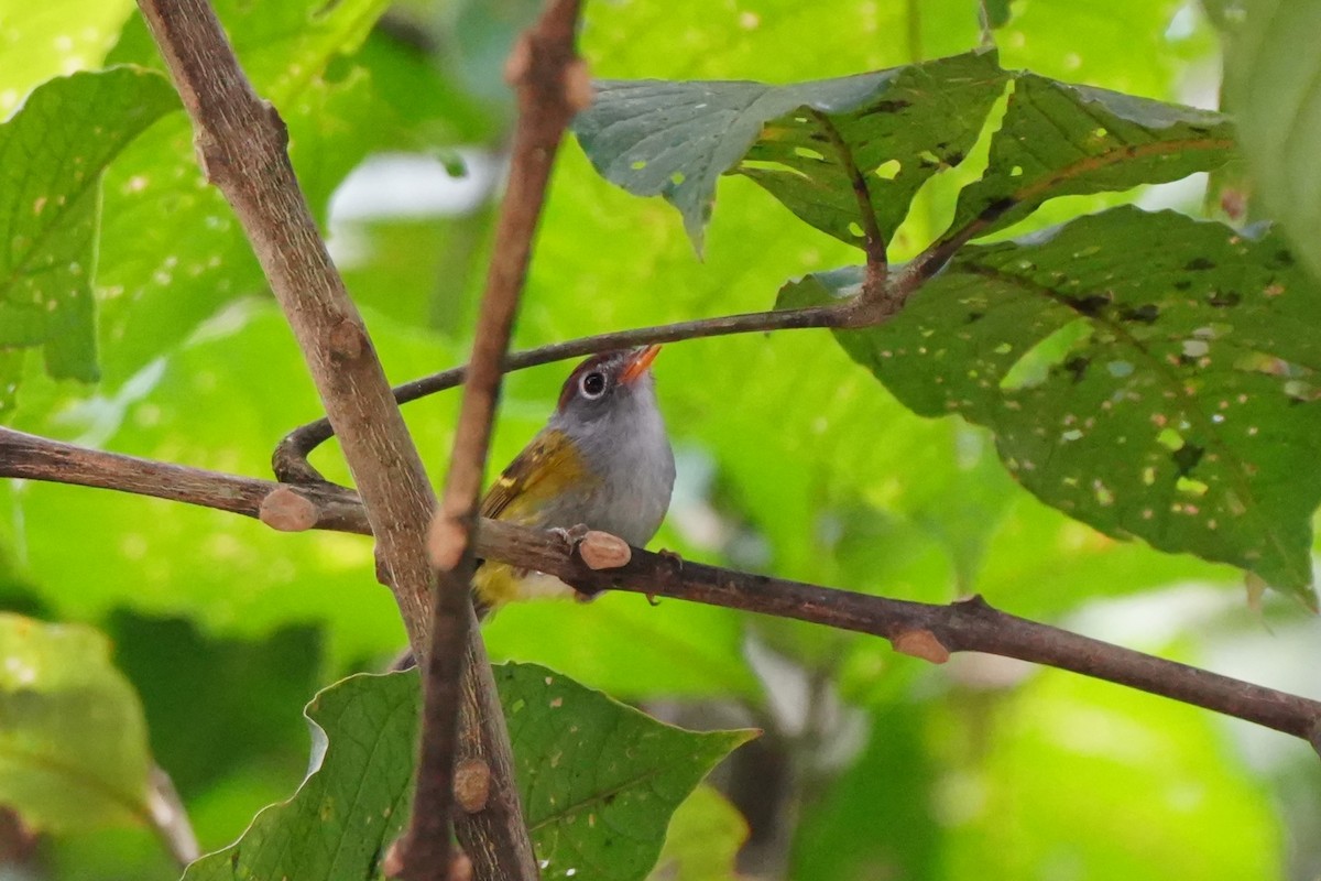Chestnut-crowned Warbler - ML638052860