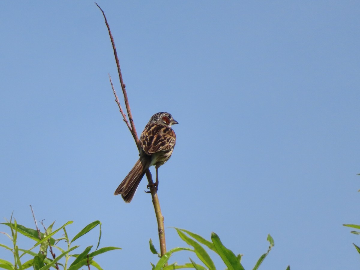 Chestnut-eared Bunting - ML638052885