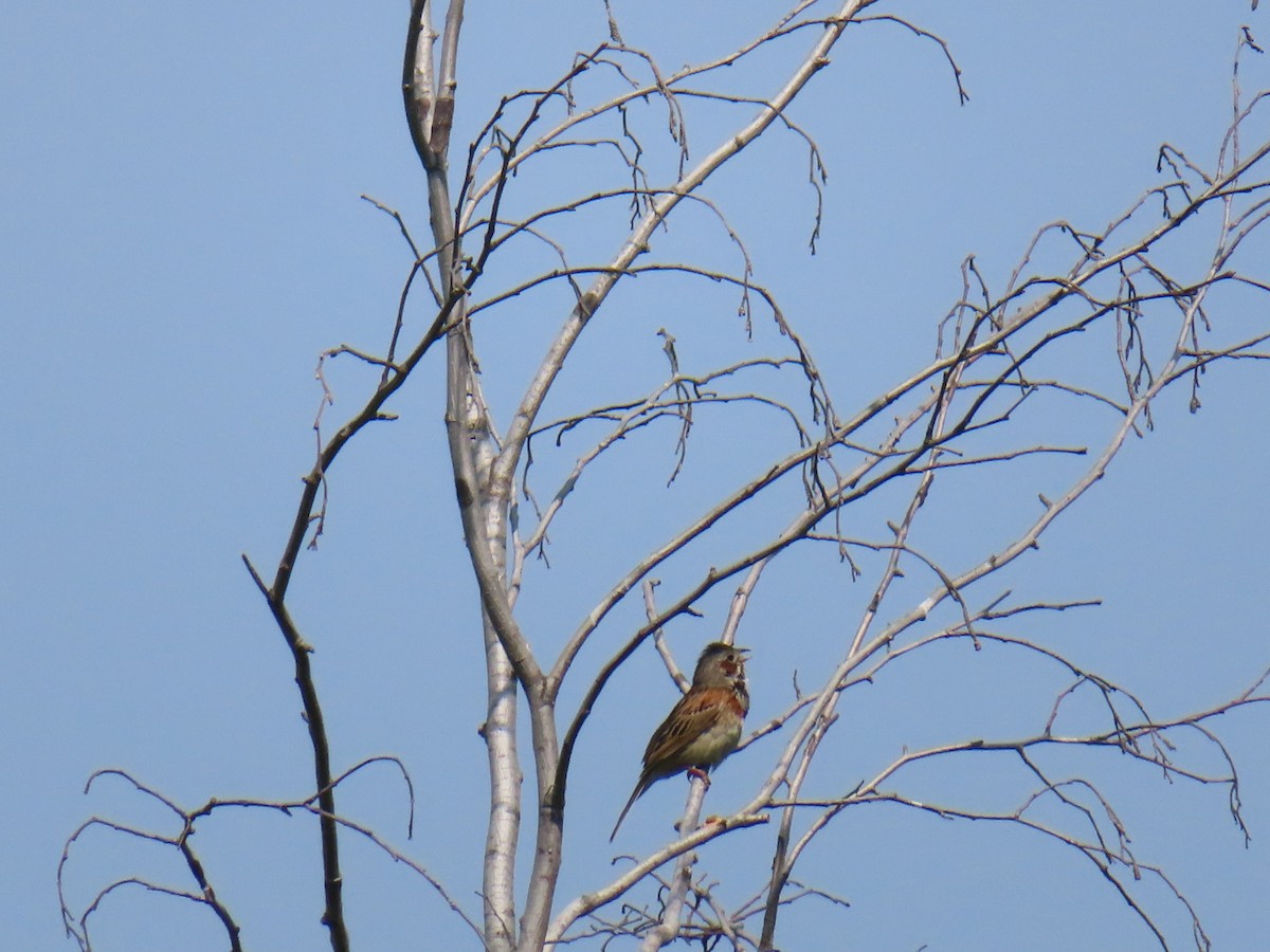 Chestnut-eared Bunting - ML638052886