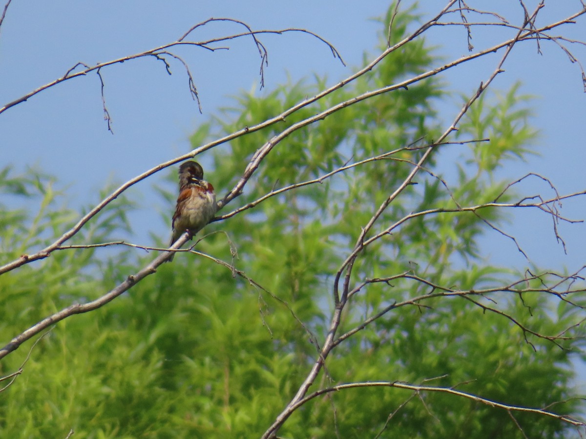 Chestnut-eared Bunting - ML638052888