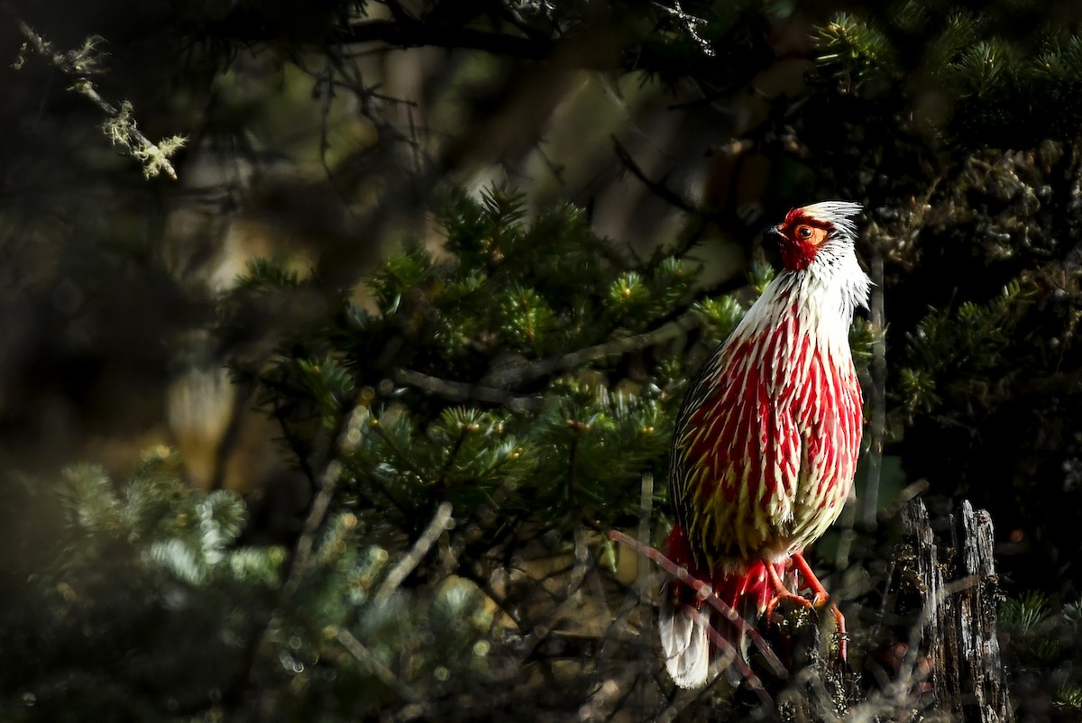 Blood Pheasant - ML638052890