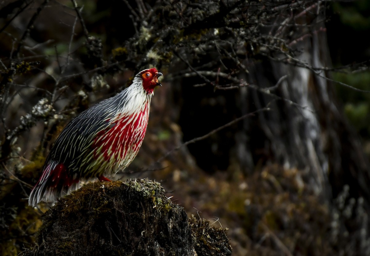 Blood Pheasant - ML638052891