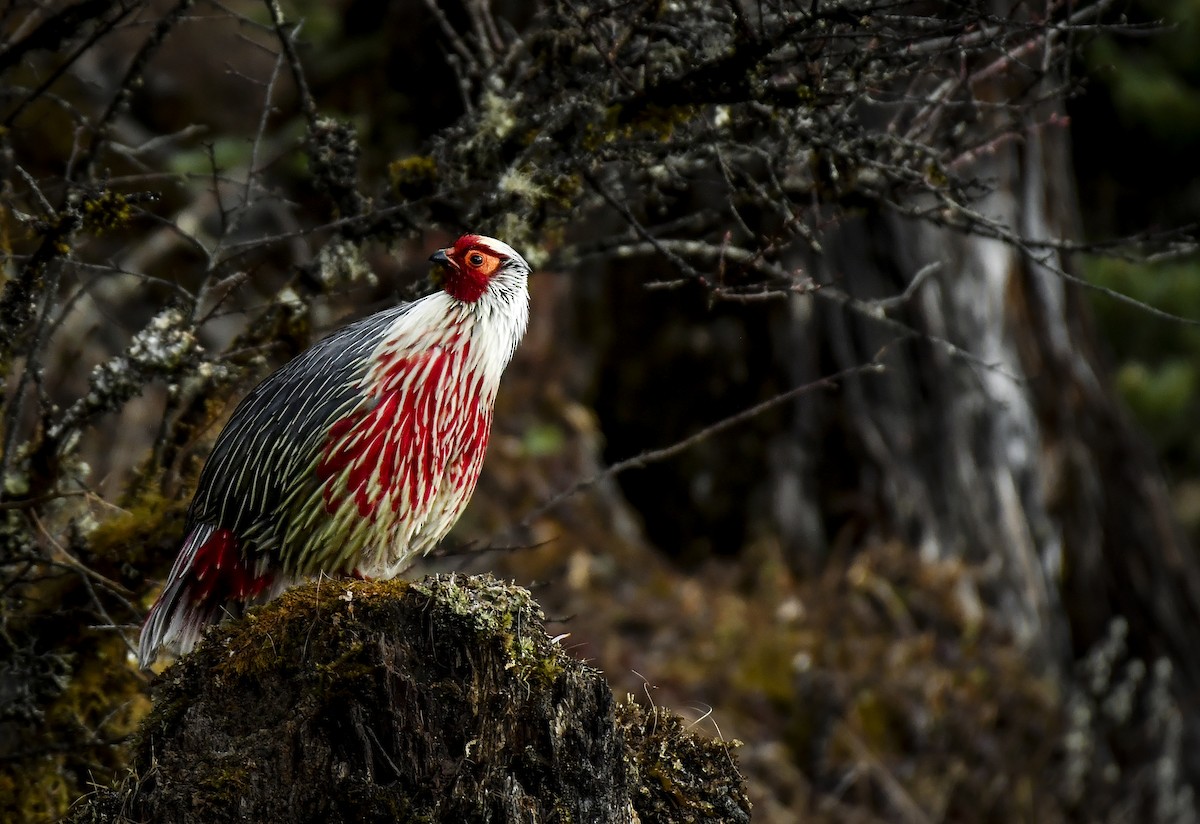 Blood Pheasant - ML638052892