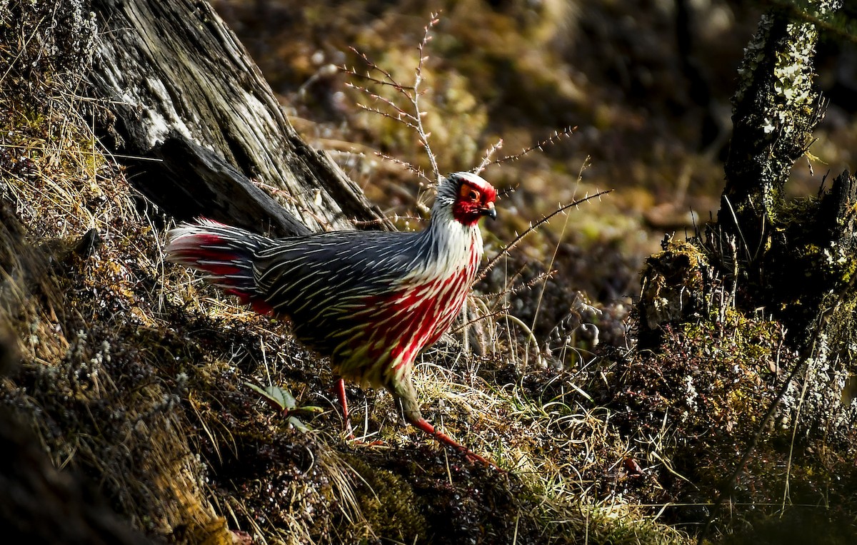 Blood Pheasant - ML638052893