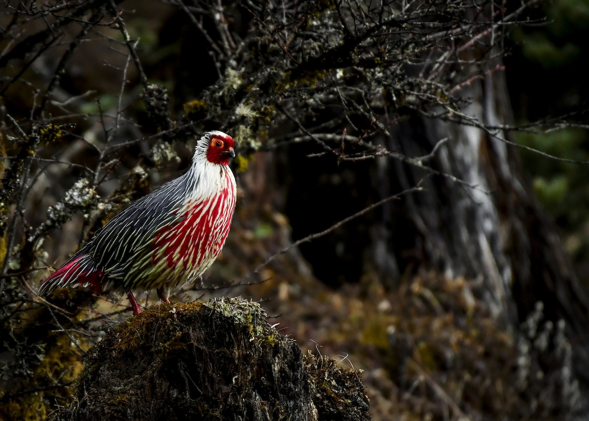 Blood Pheasant - ML638052894