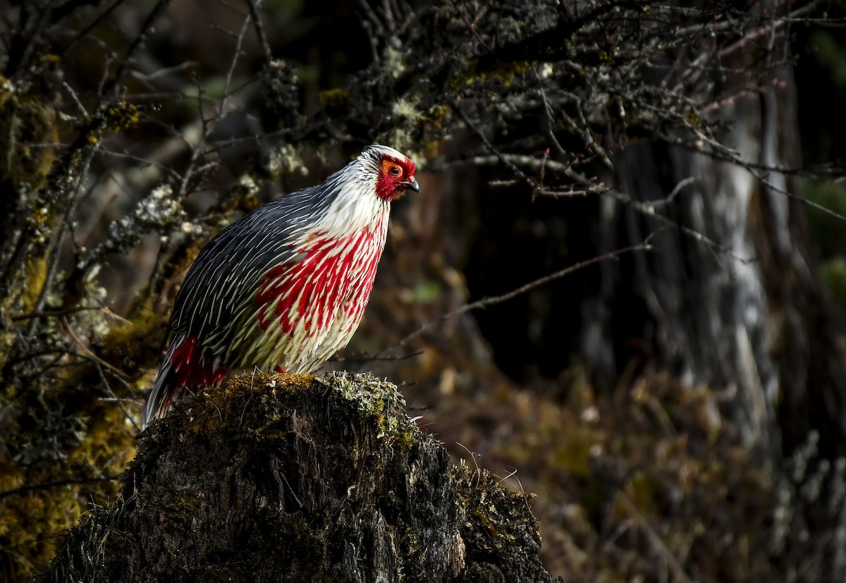 Blood Pheasant - ML638052895